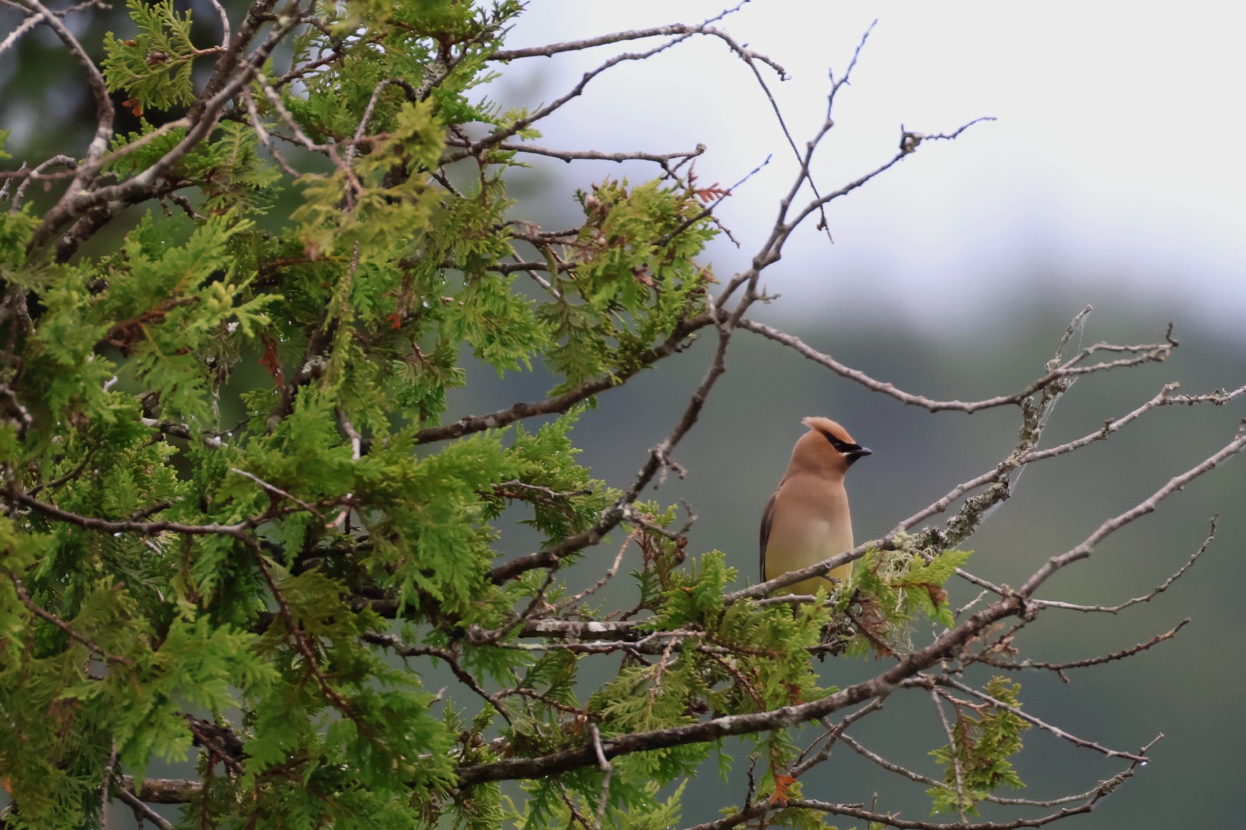 Cedar Waxwing
