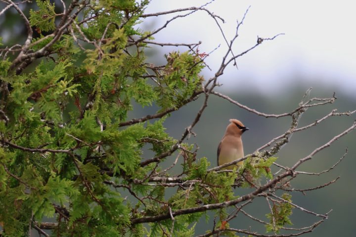 Cedar Waxwing