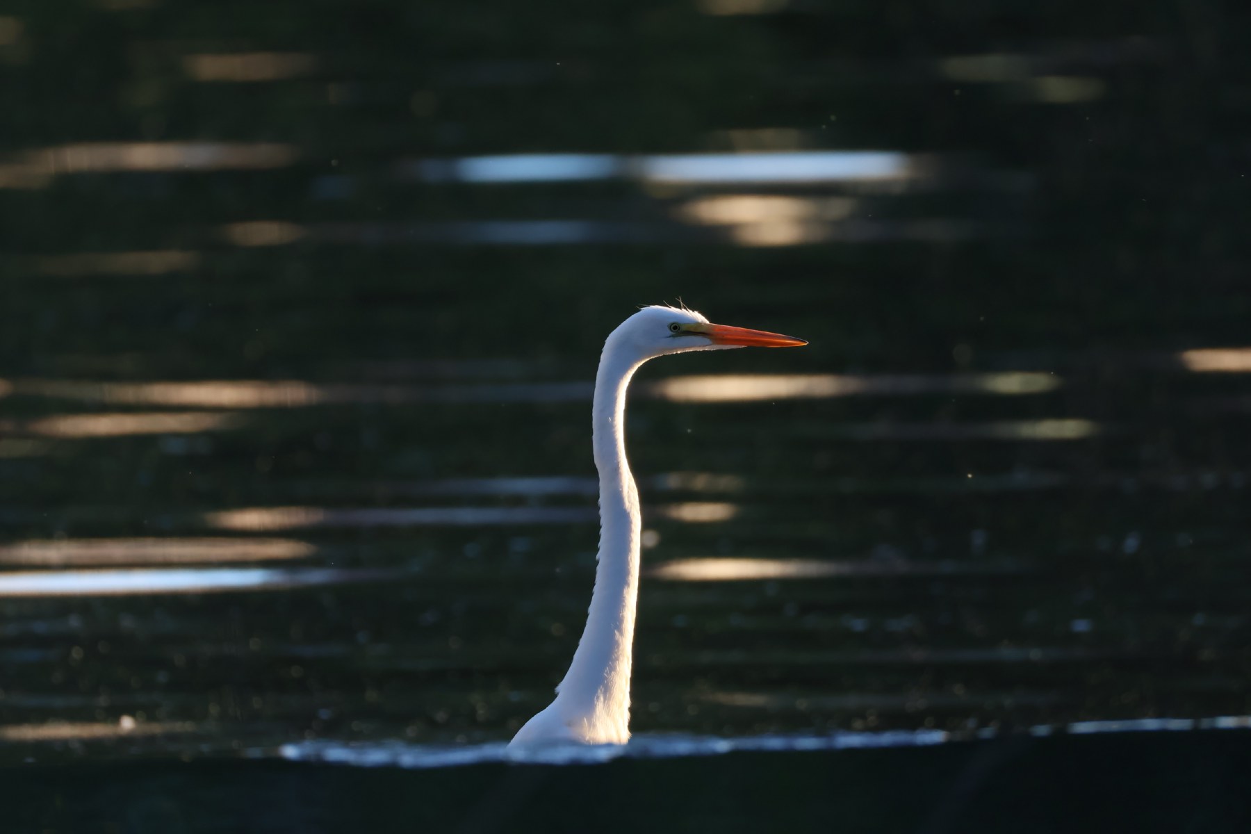 Great Egret at Sunset