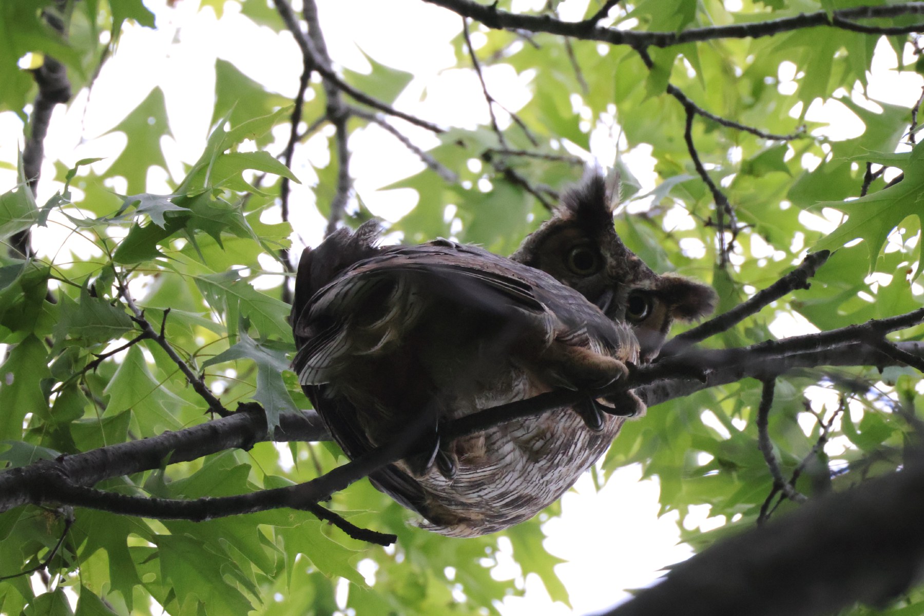 Whooooo's down there?