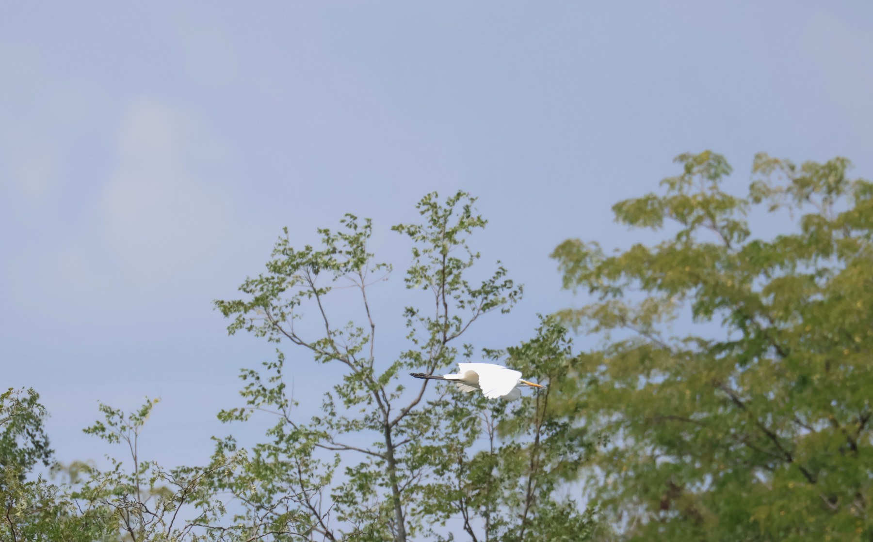 Egret in flight