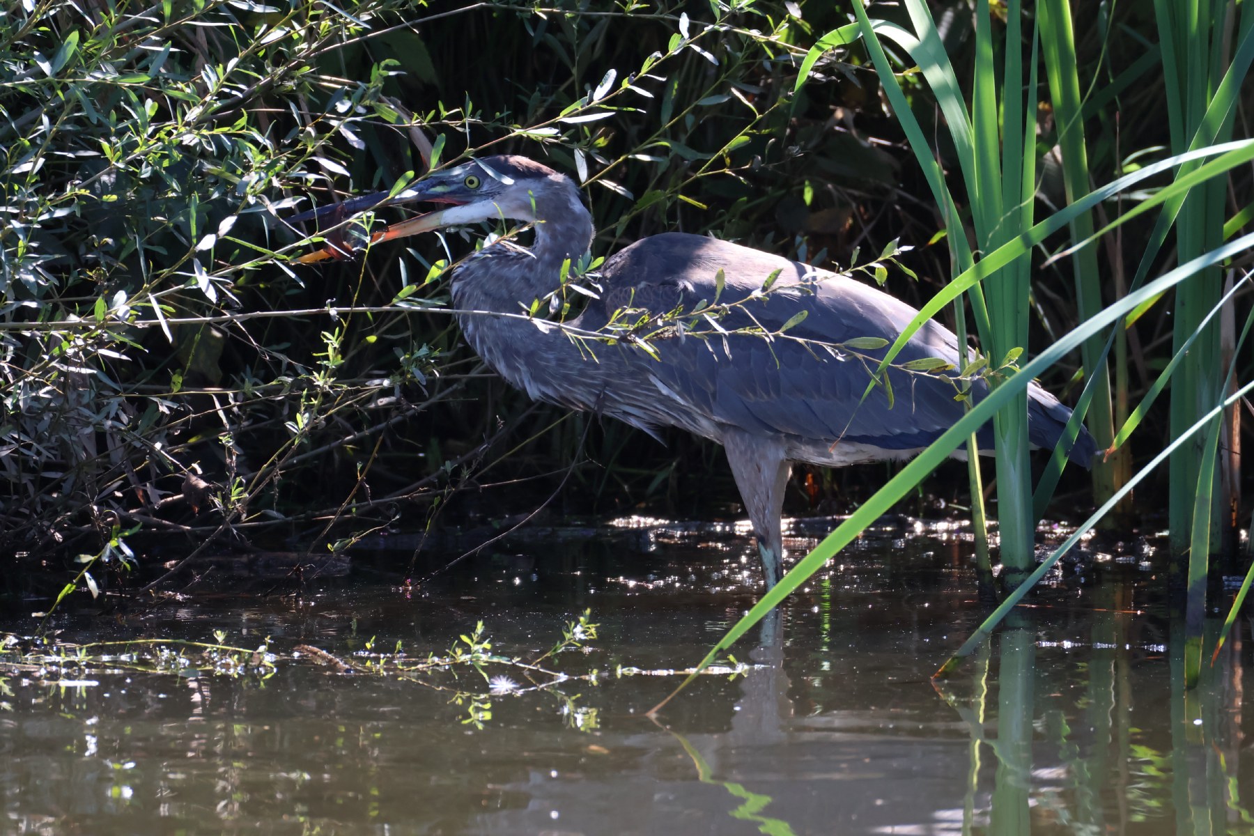 Great Blue Heron Lunchin