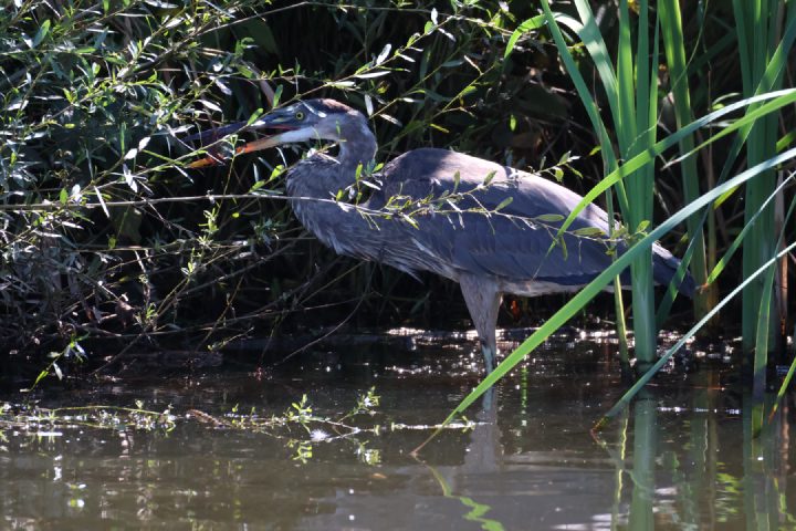 Great Blue Heron Lunchin