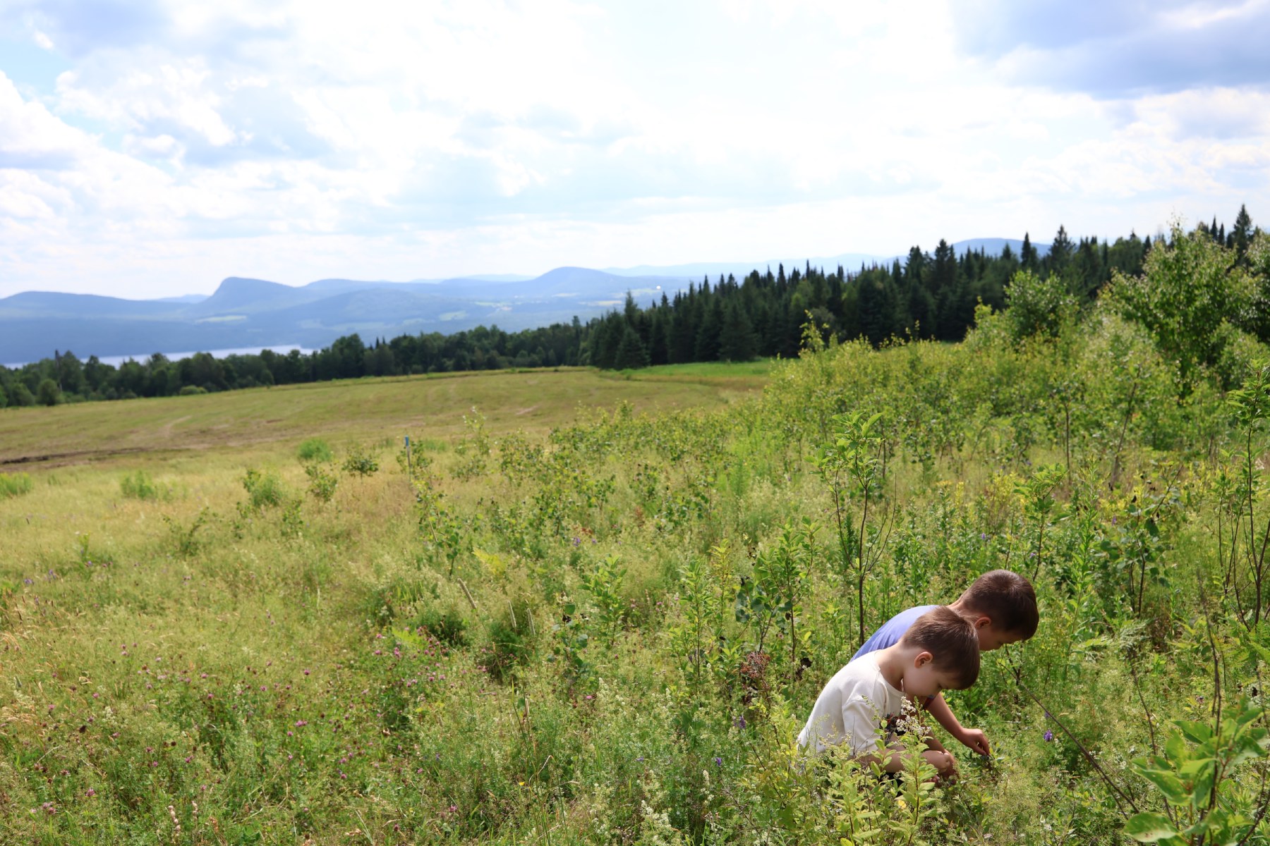Berry Picking